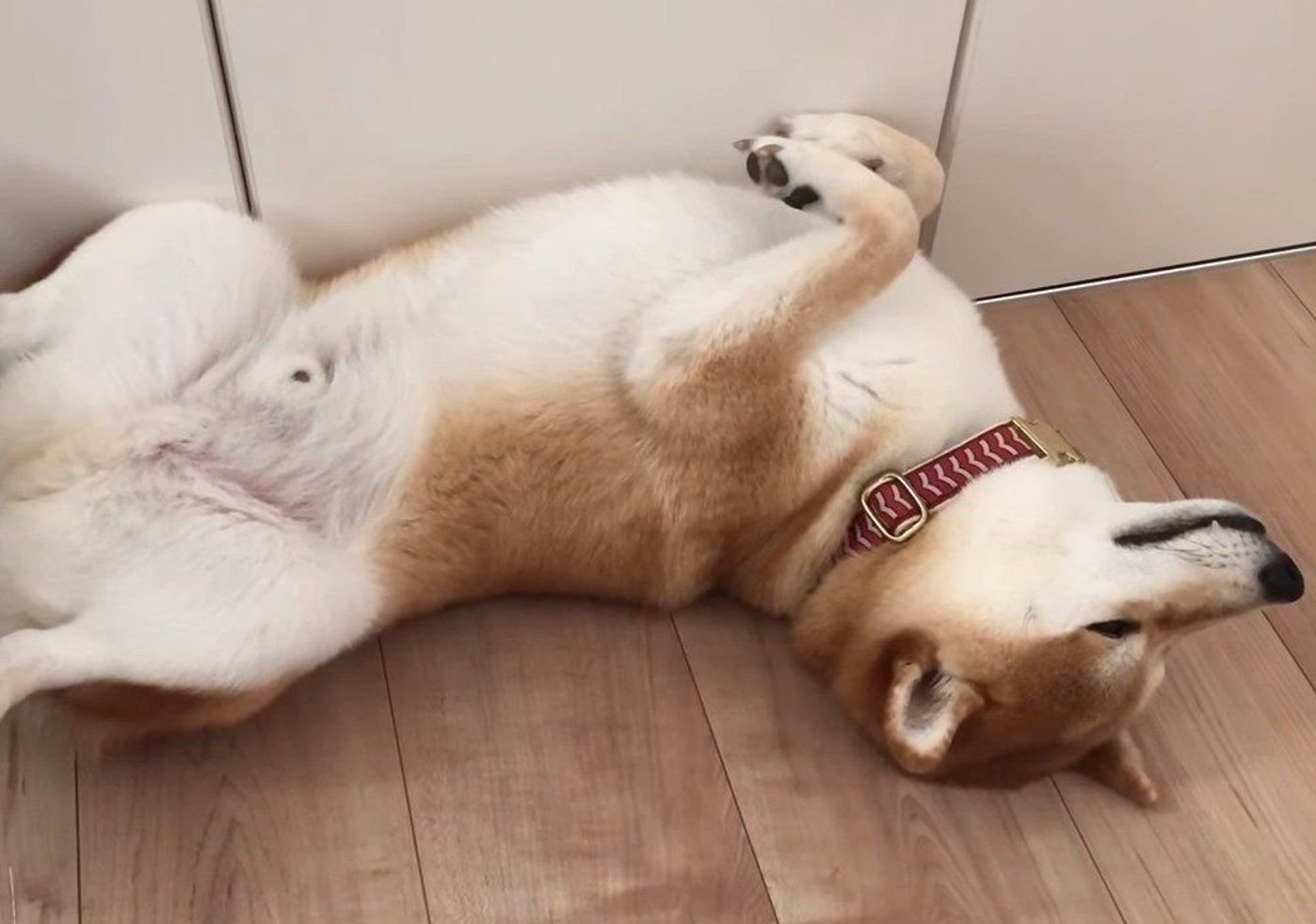 寝言で何かを言っている 柴犬こてつくんの見る夢は いぬのきもちweb Magazine 寝言で何かを言っている 柴犬こてつくんの見る夢は いぬのきもちweb Magazine
