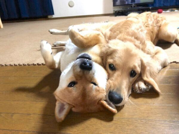 仲良くまったりする貞春くん、ひまわりちゃん