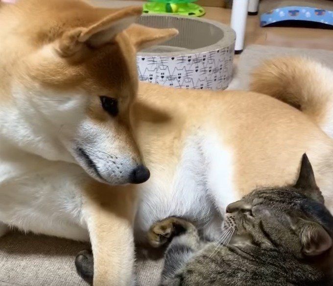 甘える猫と柴犬♡