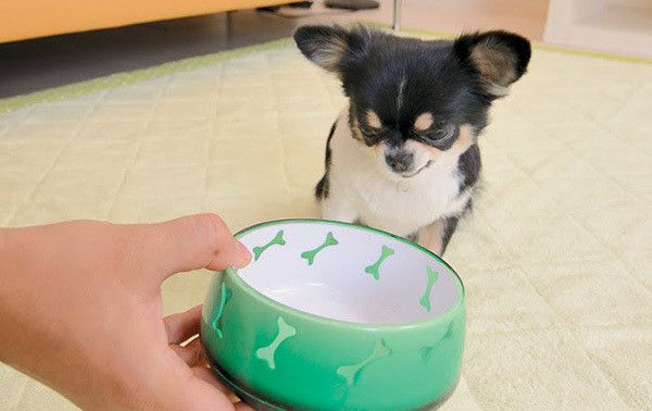 見つめるチワワ