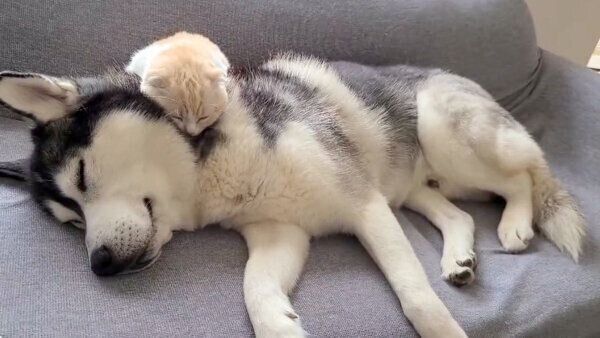 仲良く眠るはっちゃん、じゅんちゃん