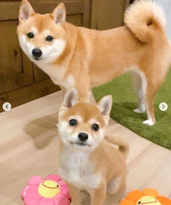 見つめるにこちゃんとたまちゃん