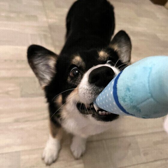 ウェルシュ・コーギー・ペンブロークのたびちゃん