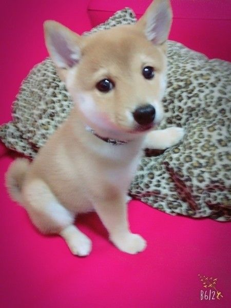 おもち 柴