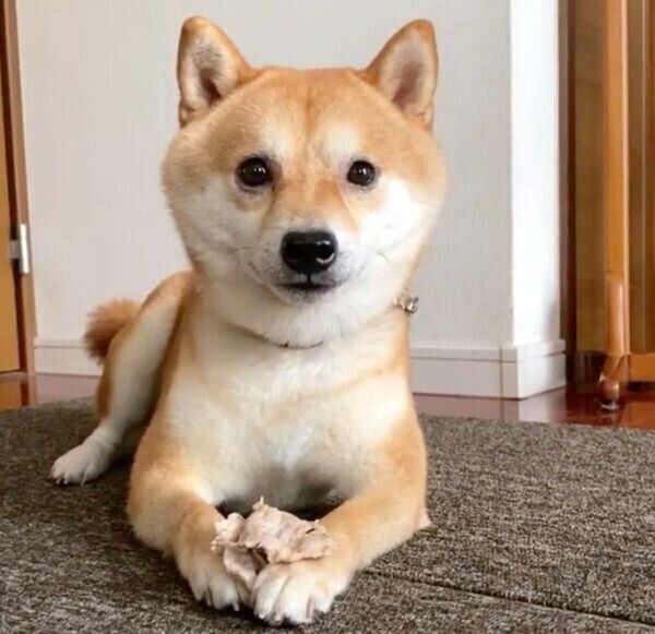 真顔になる豆千代くん