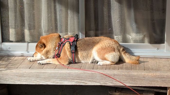 日光浴をするののちゃん
