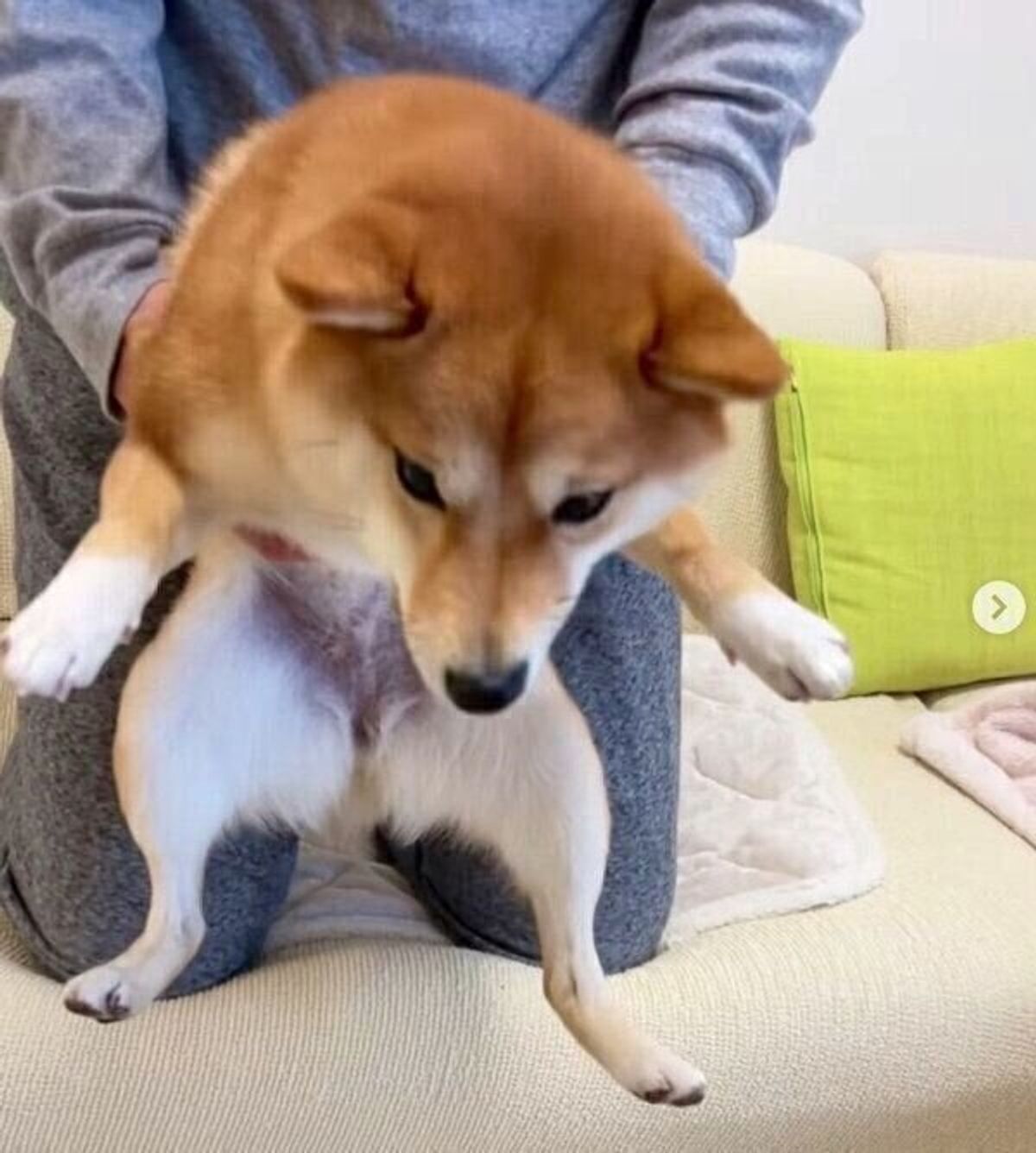 ソファの下にいる犬 をおびき出す作戦を実行したら 警戒しつつも まんまと引っかかる姿にキュン いぬのきもちweb Magazine ソファの下にいる犬 をおびき出す作戦を実行したら 警戒しつつも まんまと引っかかる姿にキュン いぬのきもちweb Magazine