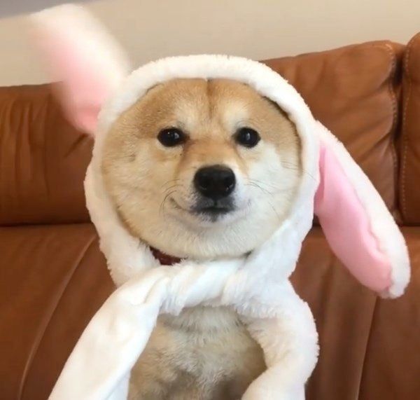 豆柴の豆千代くん