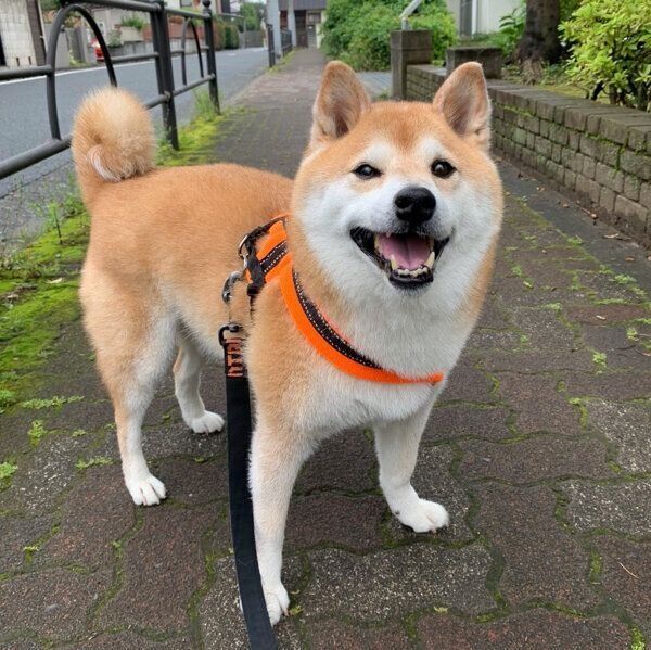 散歩を楽しむまぁくん