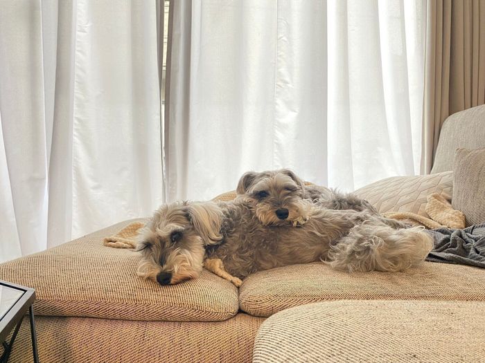 ソファでまったり過ごすHugoくんとCocoちゃん