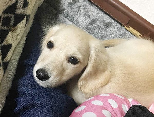 見つめるミニチュアダックスフンド