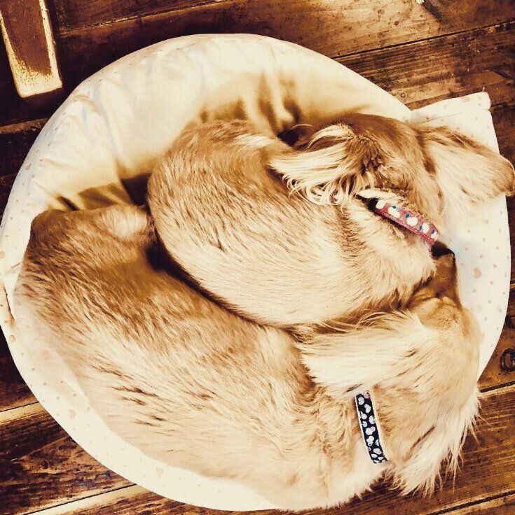 2頭が寄り添いあう犬団子