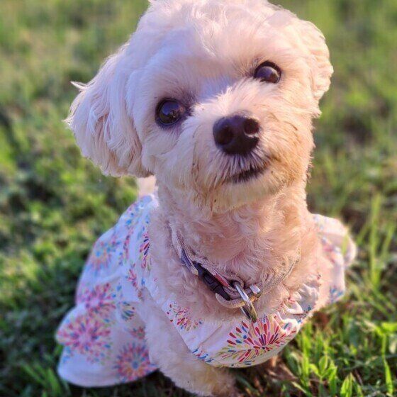 ふりふりワンピを着るMix