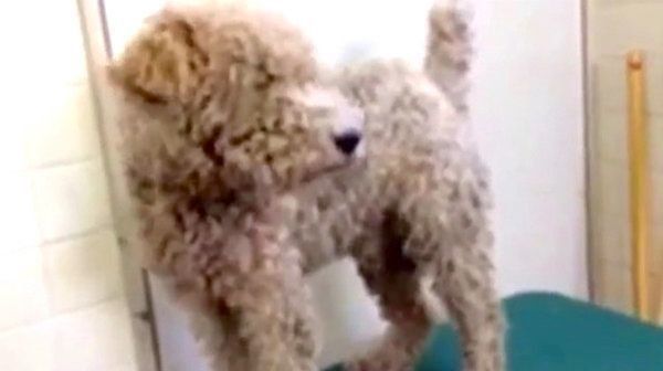 保護当時のこっぺぱんちゃん