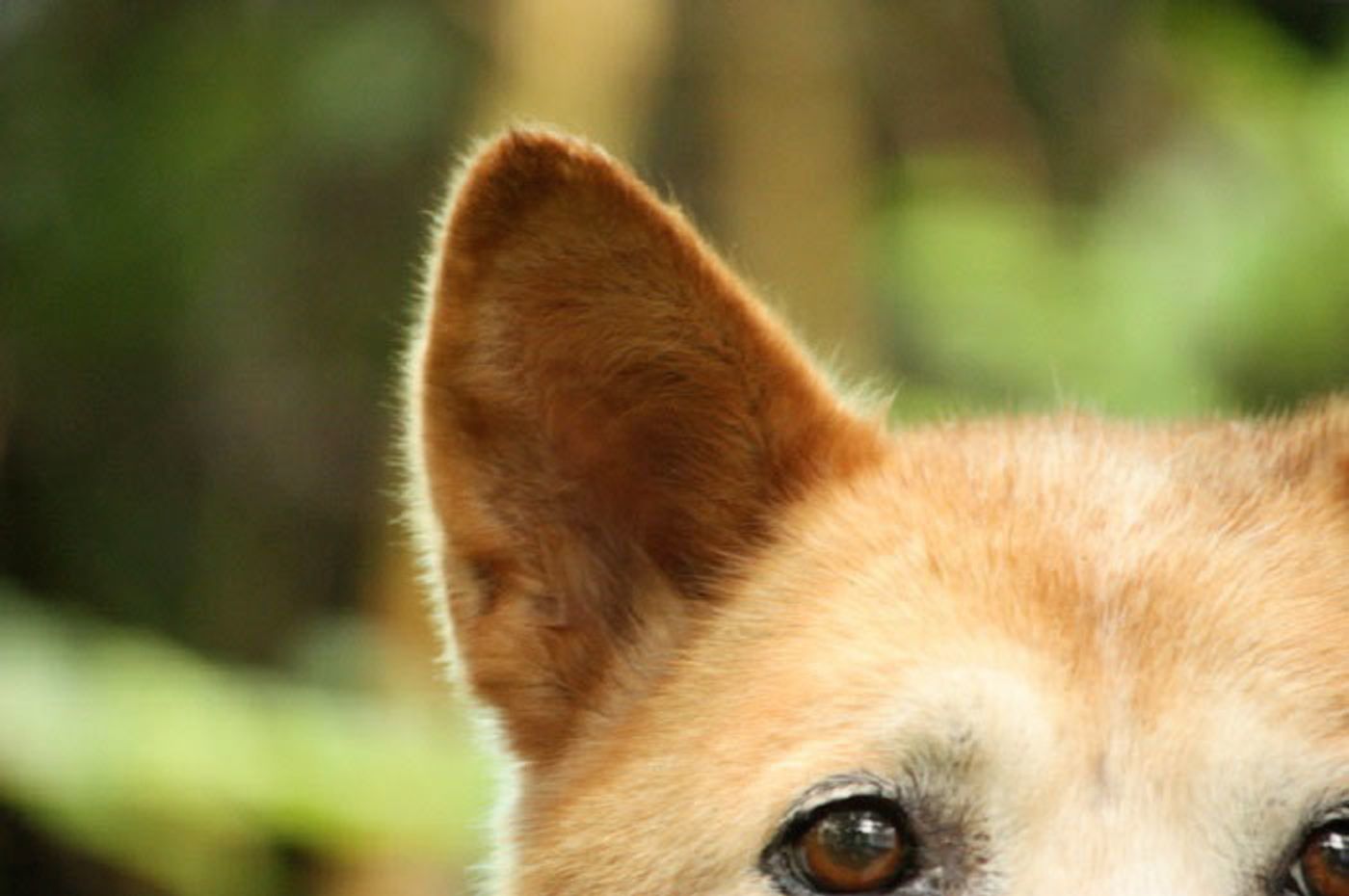 Pr 自宅での点耳なし 愛犬も飼い主さんもストレスを減らす新しい外耳炎治療 いぬのきもちweb Magazine Pr 自宅での点耳なし 愛犬も飼い主さんもストレスを減らす新しい外耳炎治療 いぬのきもちweb Magazine