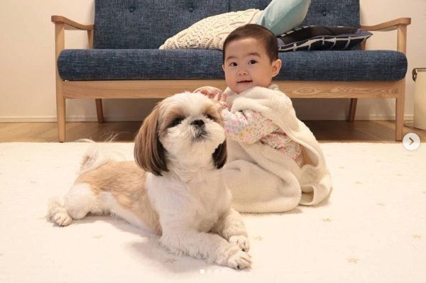 シー・ズーの小梅ちゃんと妹のももちゃん