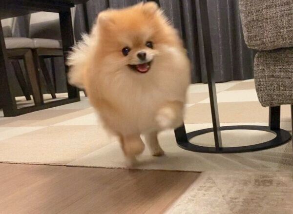 嬉しそうなミサイルちゃん