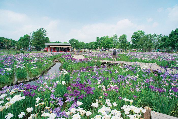 東京都　水元公園　花菖蒲