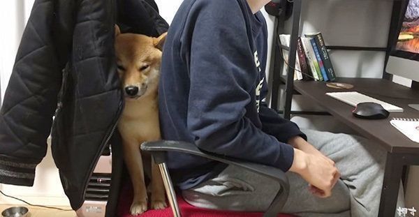 ウトウトする柴犬