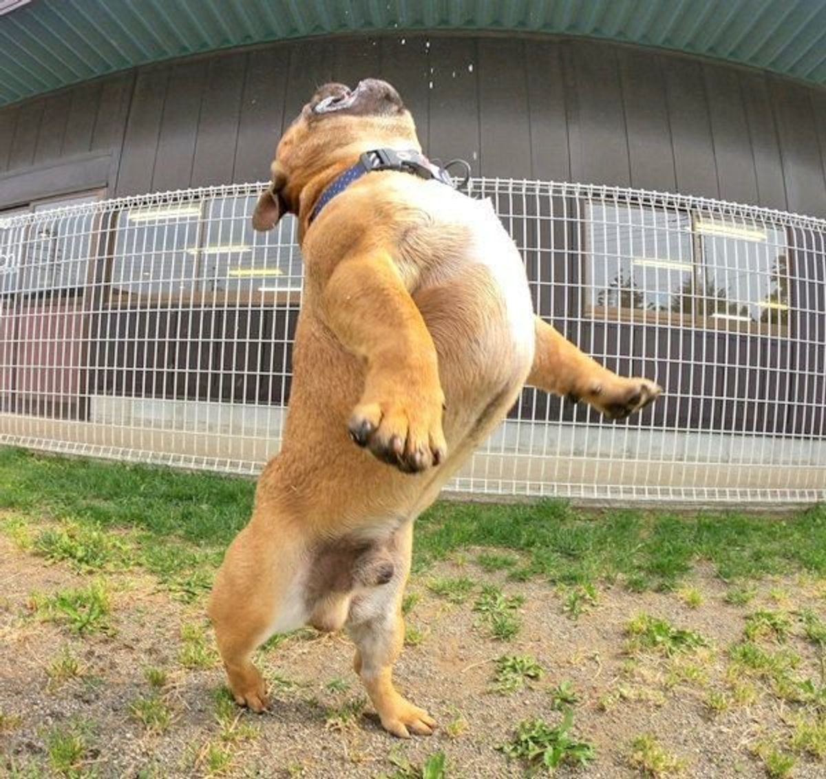 白鳥の湖 ケンタウロス 謎ポーズ炸裂の犬の姿がジワジワくる 笑 いぬのきもちweb Magazine 白鳥の湖 ケンタウロス 謎ポーズ炸裂の犬の姿がジワジワくる 笑 いぬのきもちweb Magazine