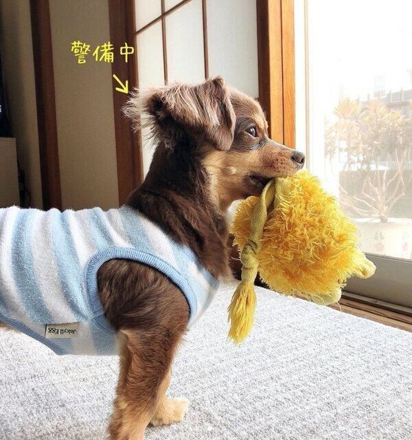 自宅警備をする朔太郎くん