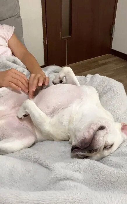 白目をむいて眠るおもちちゃん