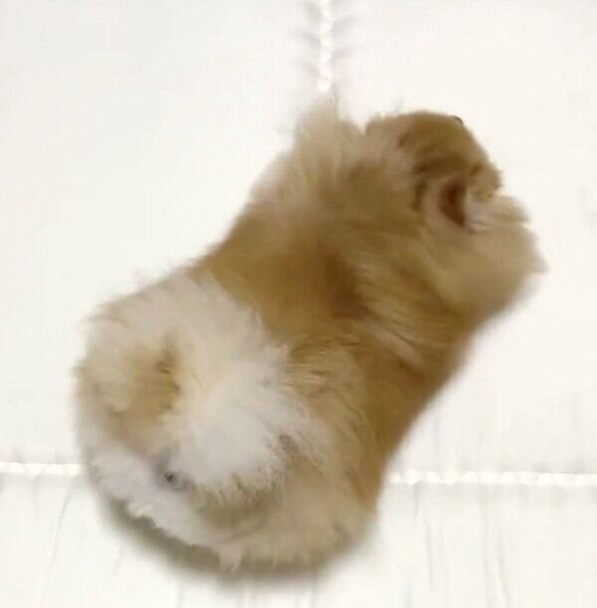 まるでハンドスピナー 新品マットレスの上で荒ぶるポメラニアンの回転がすごい いぬのきもちweb Magazine まるでハンドスピナー 新品マットレスの上で荒ぶるポメラニアンの回転がすごい いぬのきもちweb Magazine