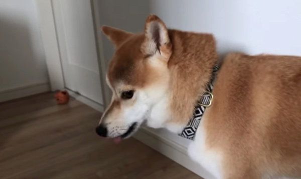 散歩を拒否する柴犬