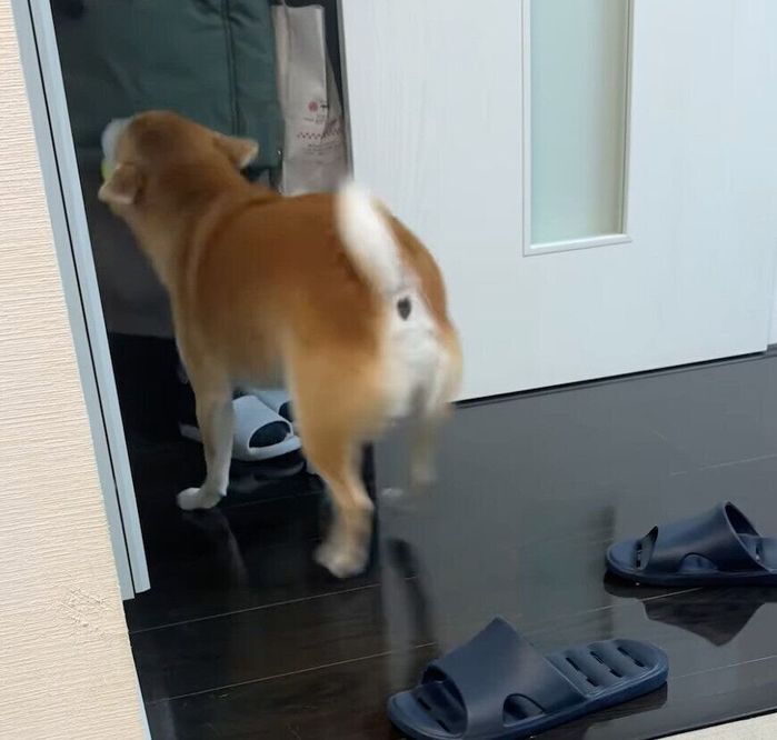 ママさんを出迎えるむぎちゃん