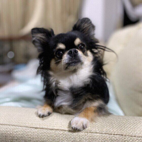 獣医師監修 チワワにおすすめのドッグフードは 量や食べないときの対処法 いぬのきもちweb Magazine