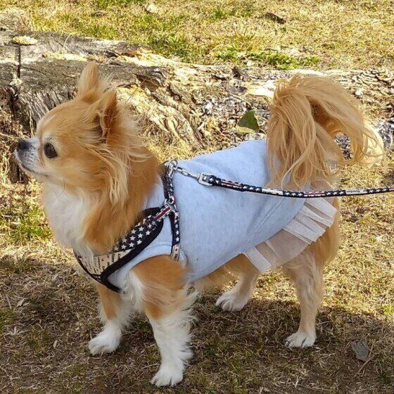 散歩するチワワ