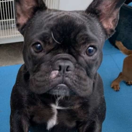 トリミングしてスッキリした小夏ちゃん