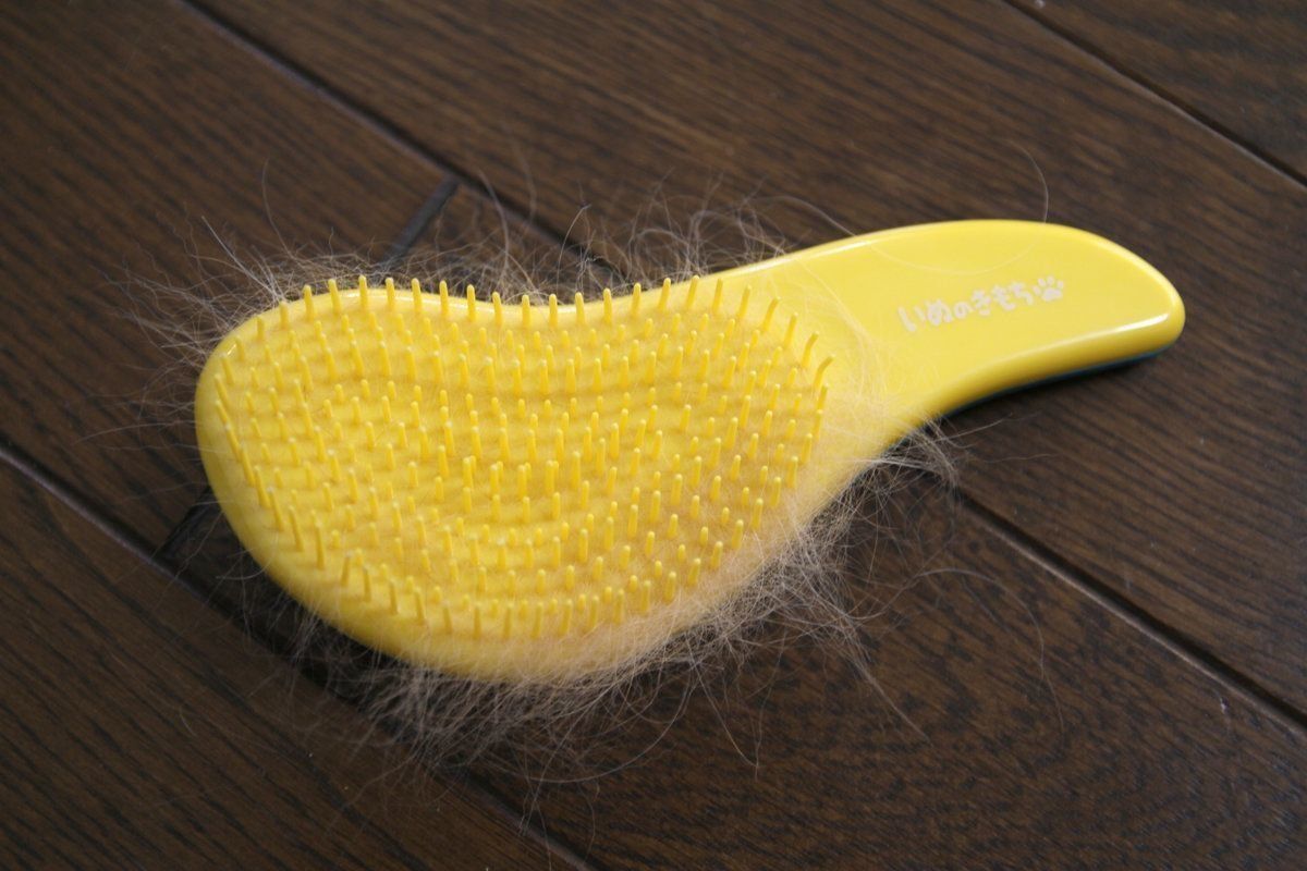 いぬのきもちふろくレポート