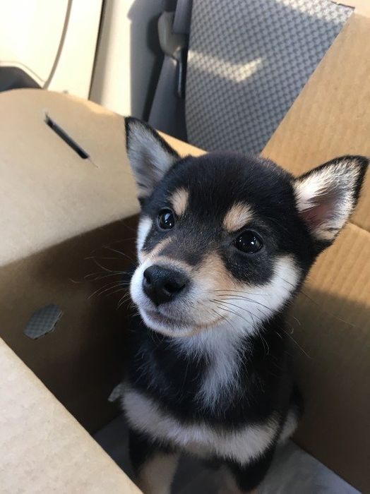 はじめてうちに来た日