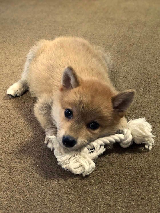 ロープをくわえる犬