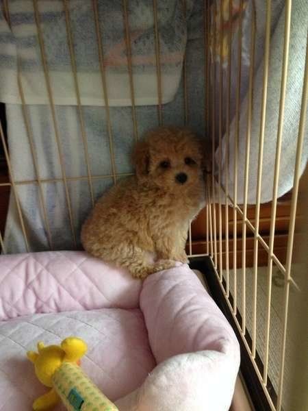 すみっこ　モモちゃん