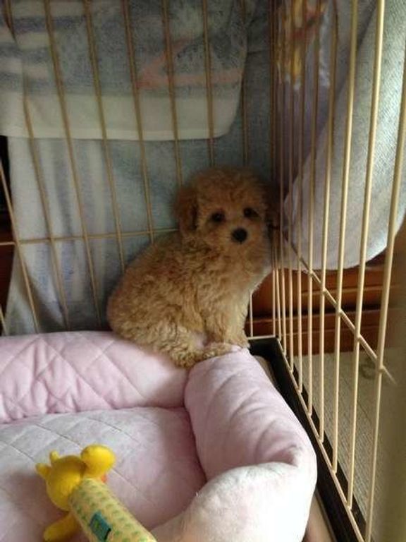 すみっこ モモちゃん