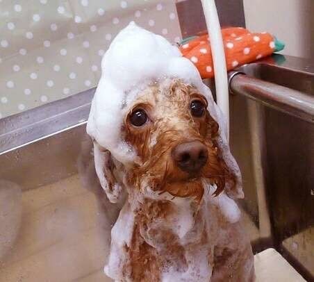 シャンプーするトイ・プードル