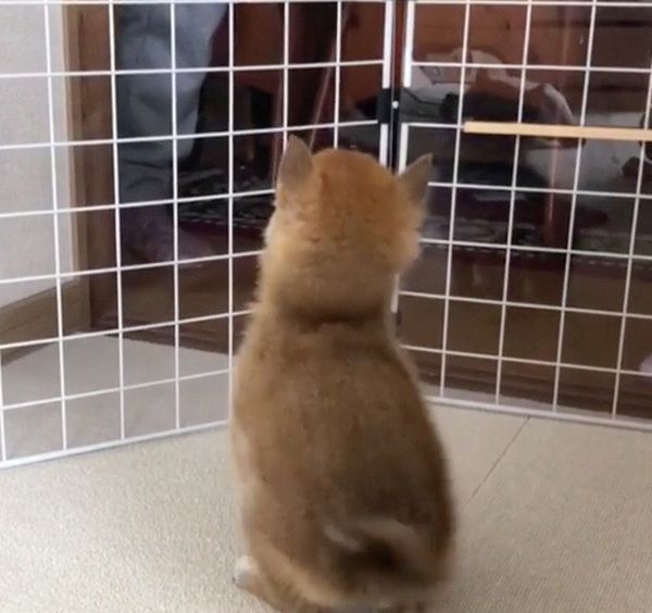 メンズが大好きな豆柴