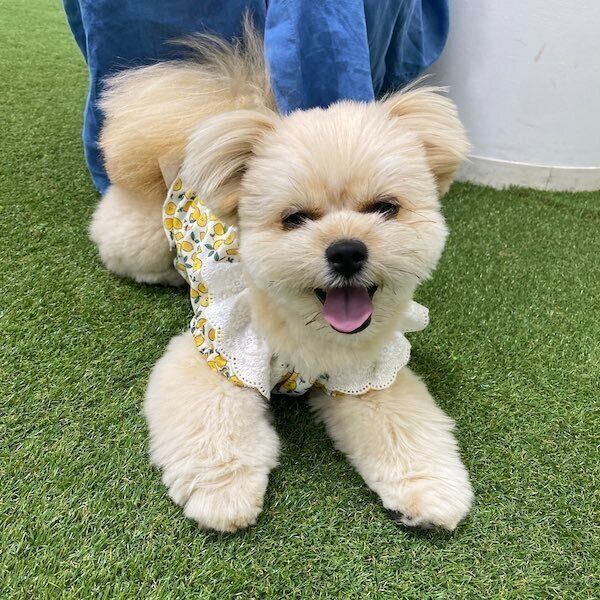 ニコニコと笑う琴ちゃん