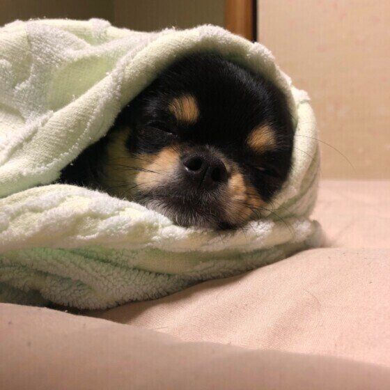 チワワの小鉄ちゃん