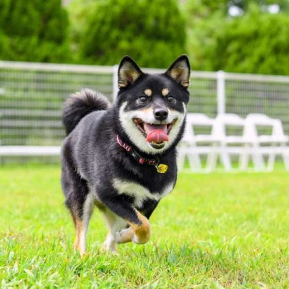 元気なシニア犬を目指したい 愛犬の健康寿命をのばす運動習慣とは いぬのきもちweb Magazine 元気なシニア犬を目指したい 愛犬の健康寿命をのばす運動習慣とは いぬのきもちweb Magazine