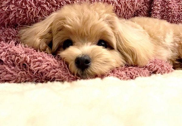 見つめるトイ・プードル