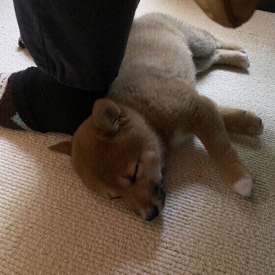足元で眠る柴のビビちゃん