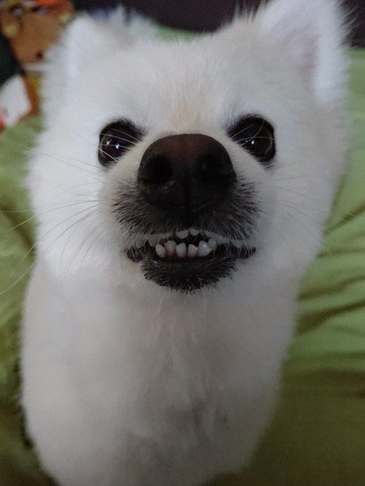 歯を見せているポメラニアン
