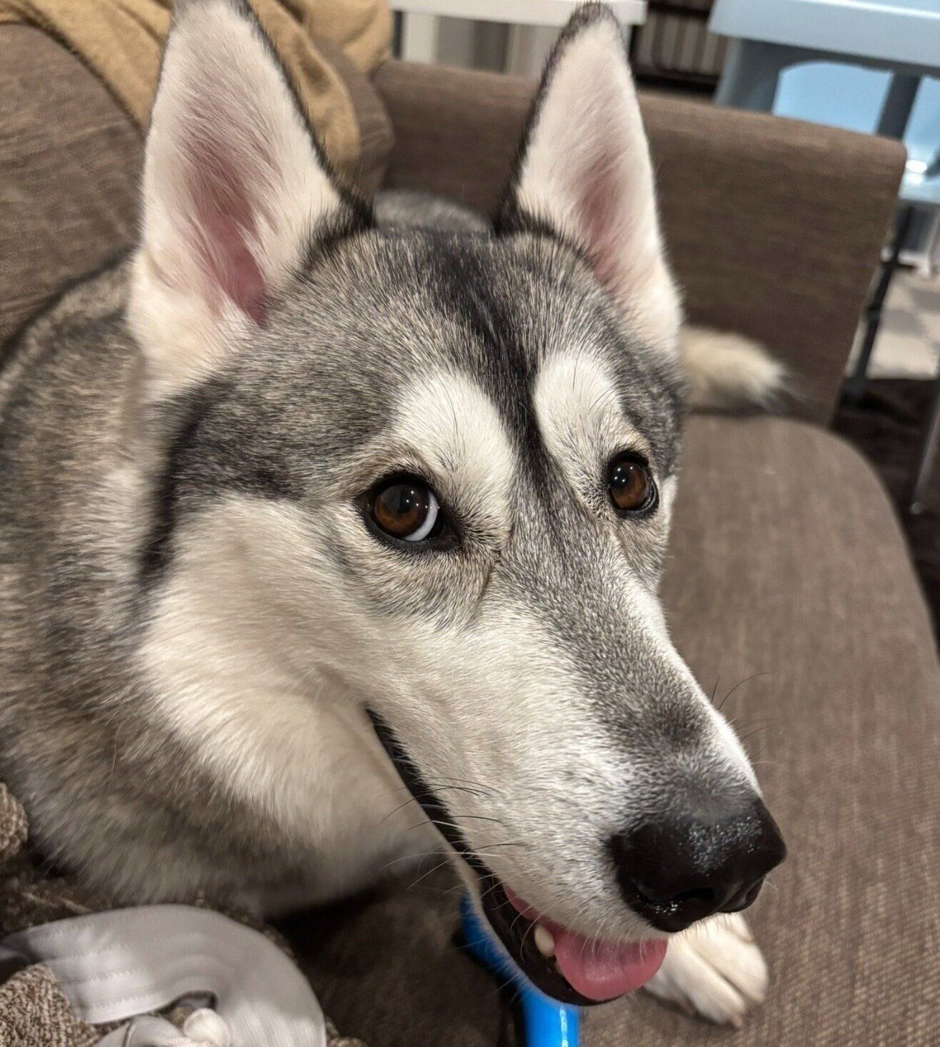 笑顔が可愛いモモちゃん