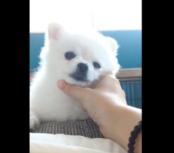 ナデナデ中のこめたくん