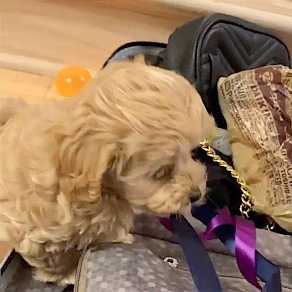 いたずら大好きなマルプー