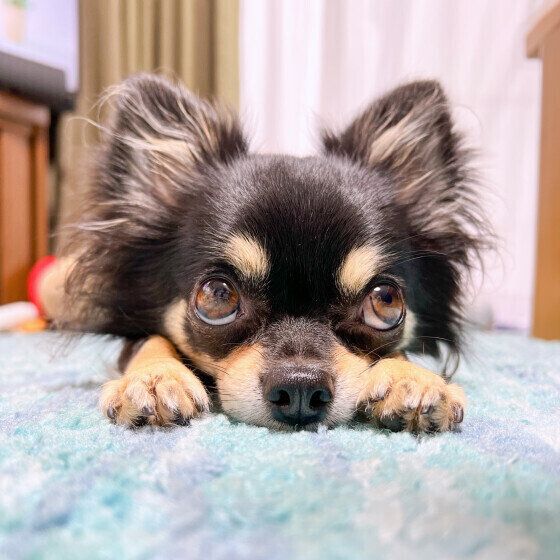 動物病院で行われる犬のリハビリって何をするの?  いぬのきもち