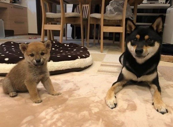 並んで座る柴犬と豆柴